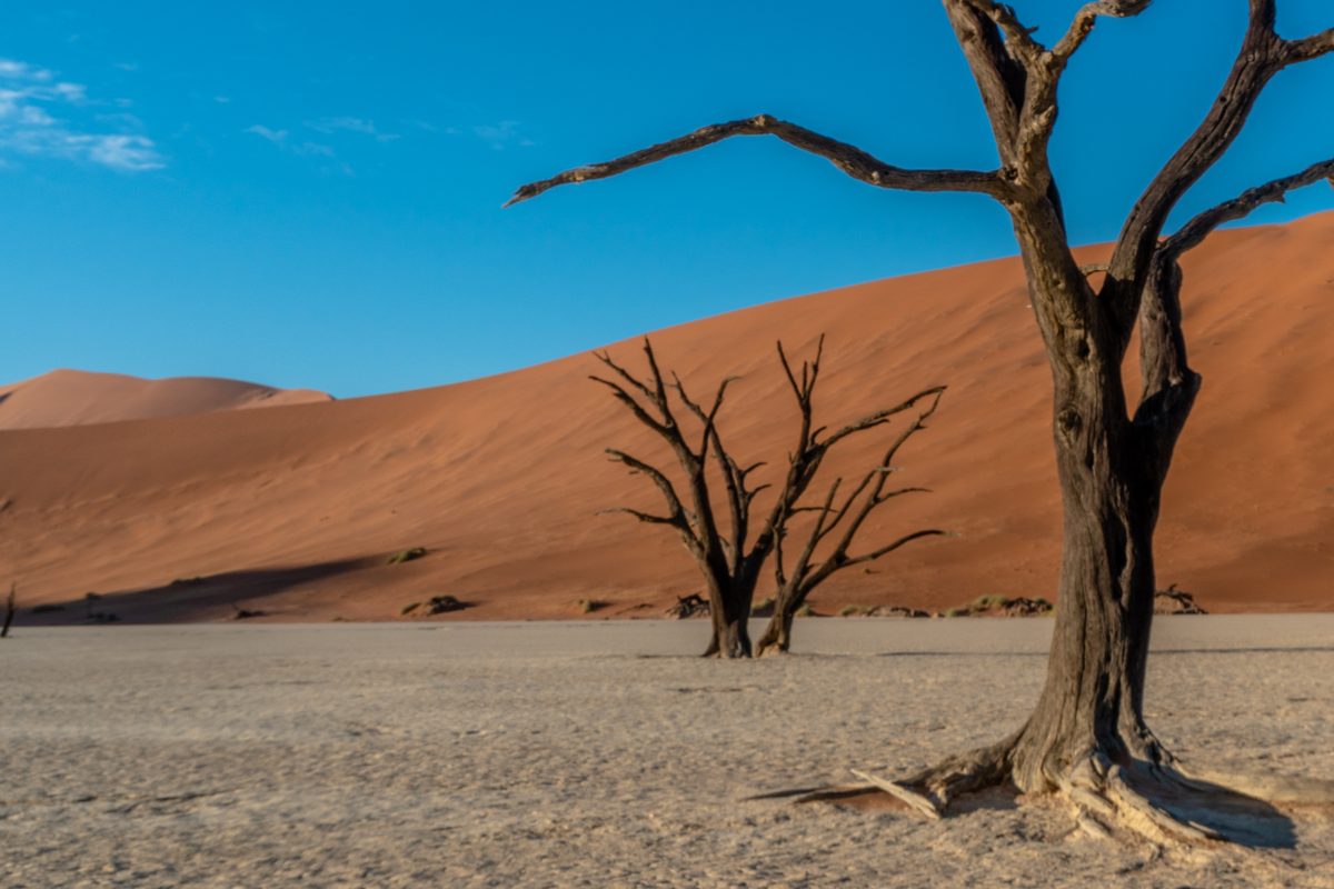 Abgestorbene Bäume vor roten Dünen, Namib-Wüste