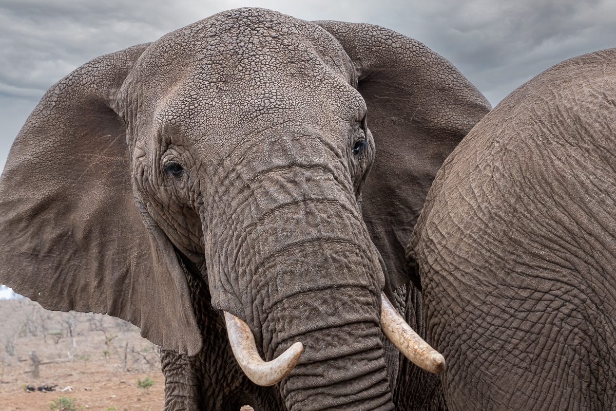 Elefant im Safaripark bei Durban